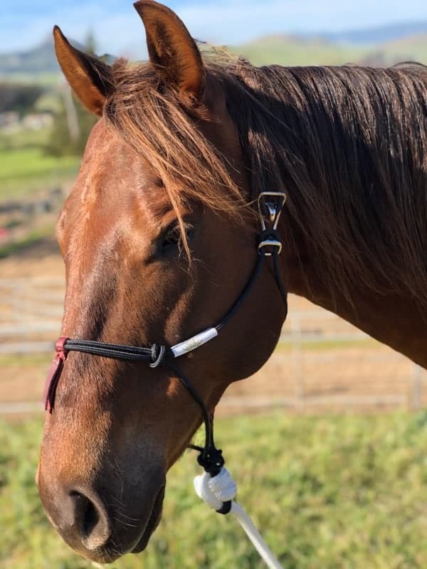 Best Ever Hook Rope Halter w/ 10' Lead