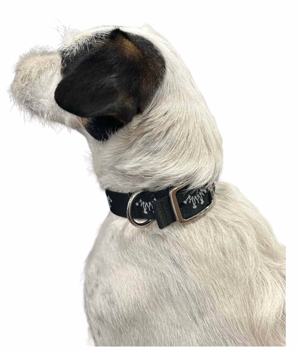 Best Ever Dog Collar