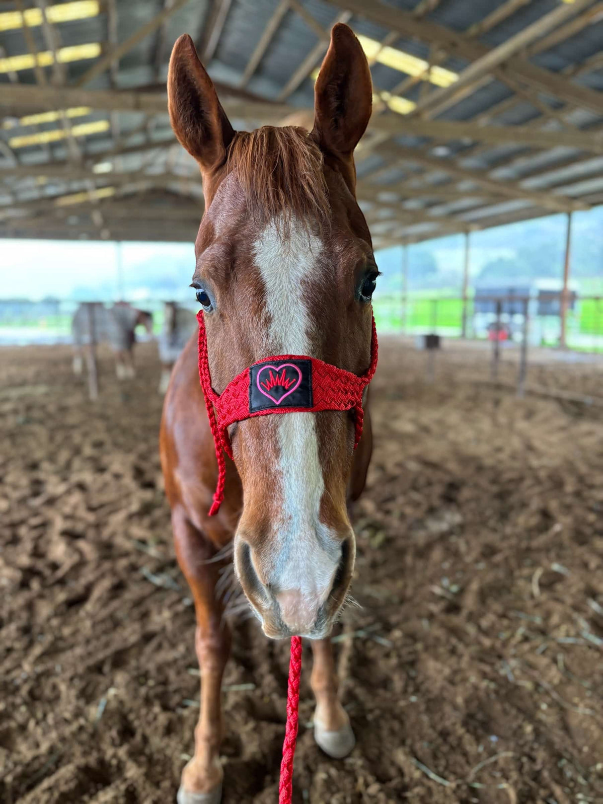 Best Ever SEASONAL Mule Tape Halter w/ 8.5' Lead