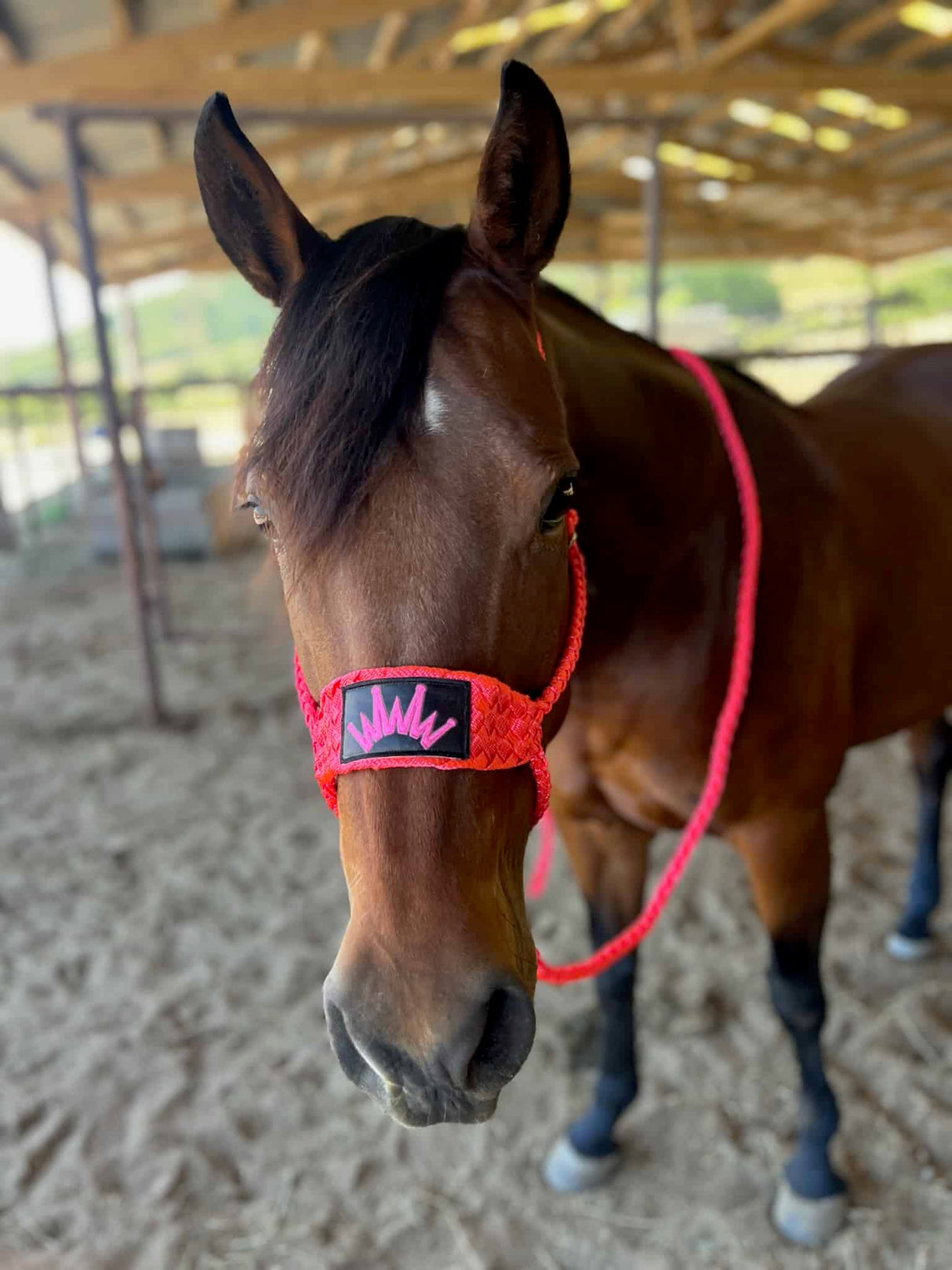 Best Ever Mule Tape Halter w/ 8.5' Lead