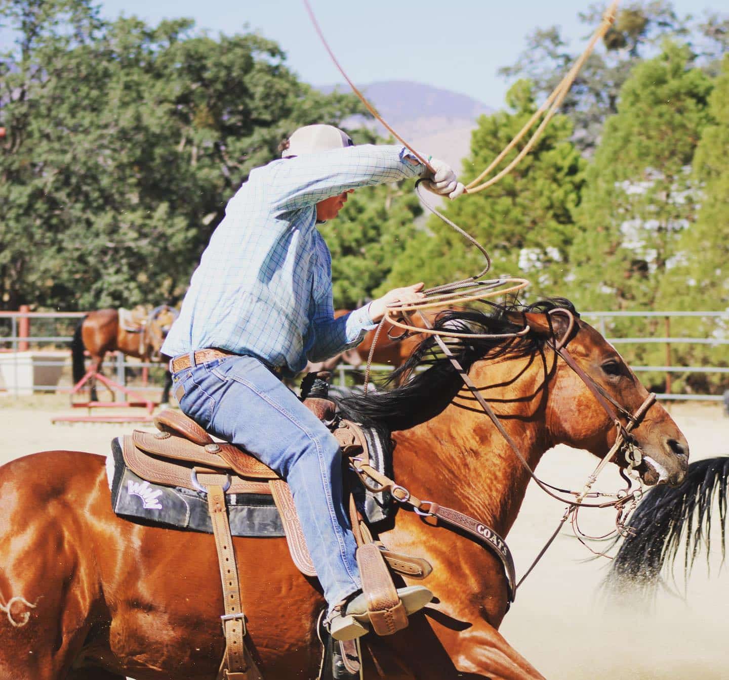 The Ultimate Guide to Tail Bags for Horses: Benefits, Uses, and Best Practices