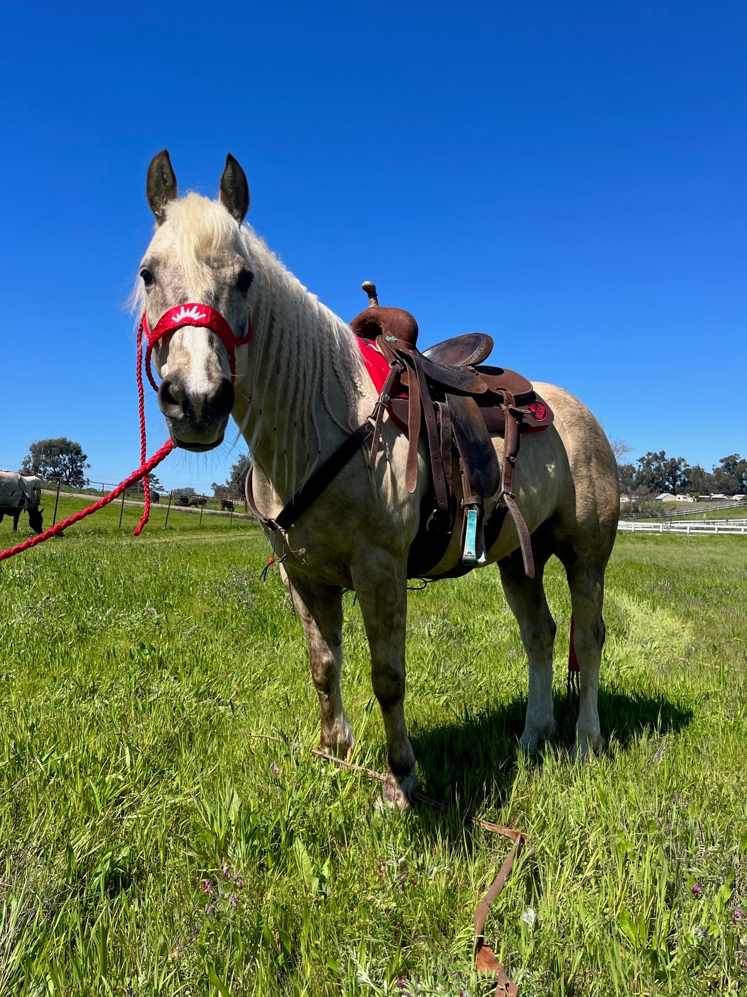Things To Be Thankful For: Horse Edition
