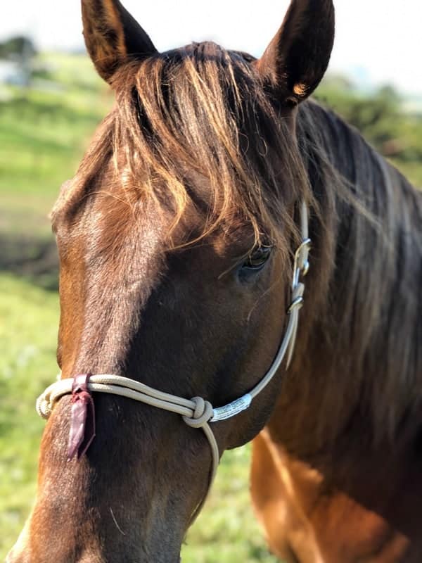 Best Ever Hook Rope Halter w/ 10' Lead