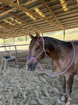 Best Ever Mule Tape Halter w/ 8.5' Lead