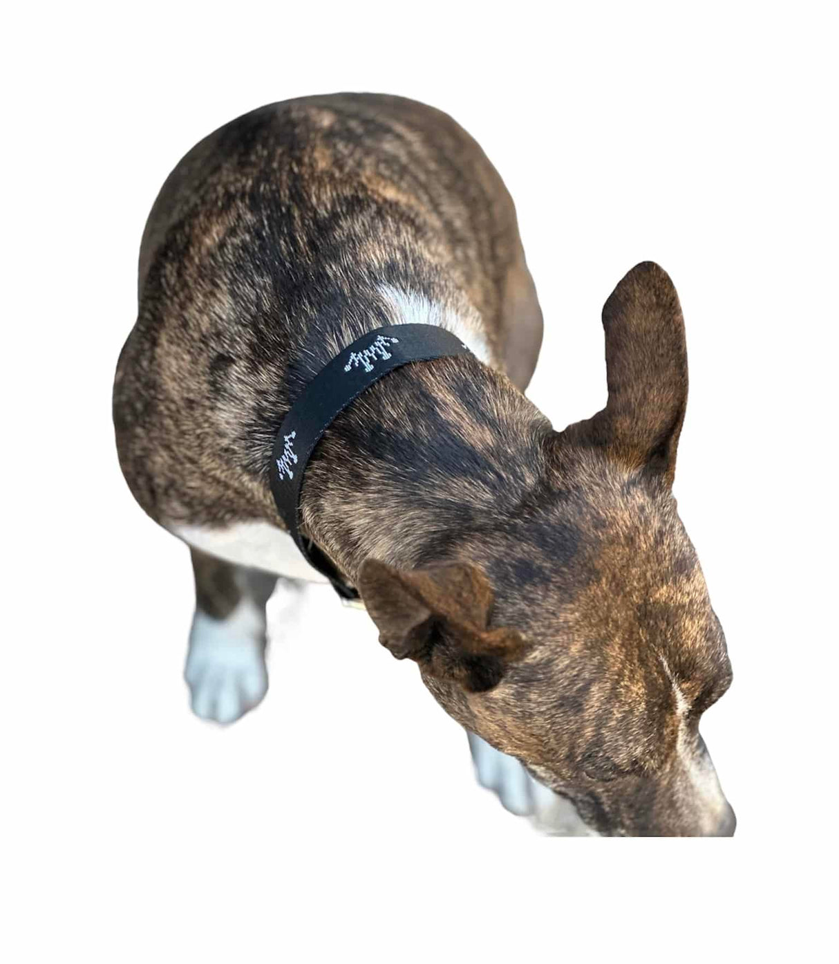 Best Ever Dog Collar