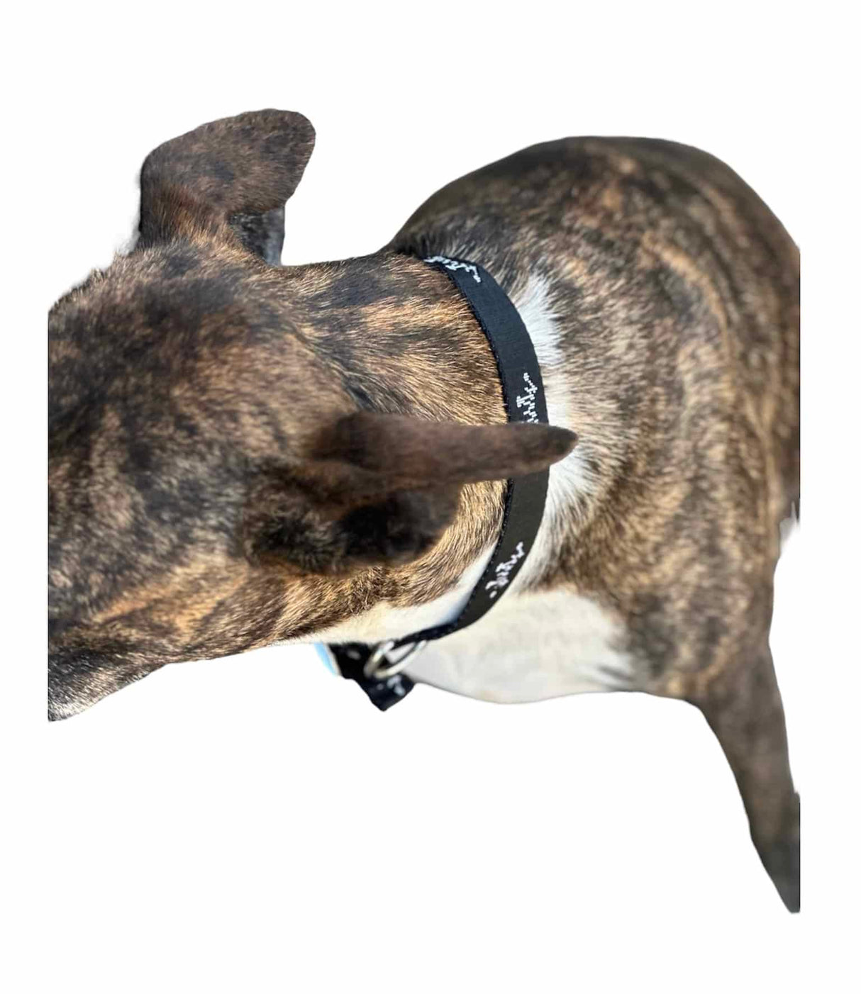 Best Ever Dog Collar