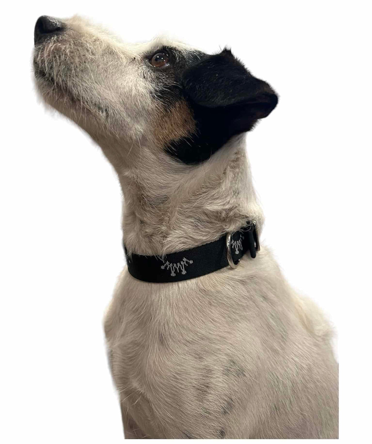 Best Ever Dog Collar