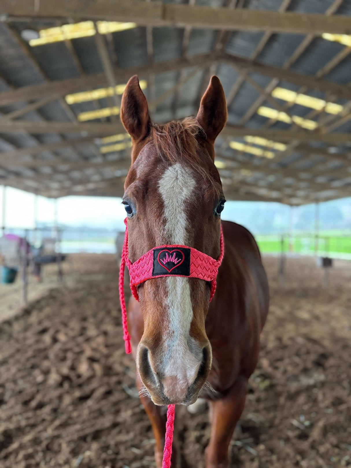 Best Ever SEASONAL Mule Tape Halter w/ 8.5' Lead