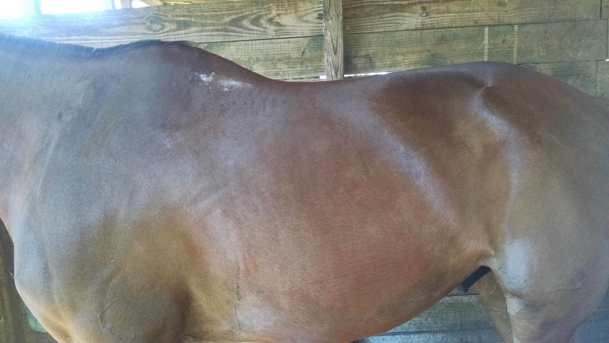 Western Saddle Pad Fitting Tips