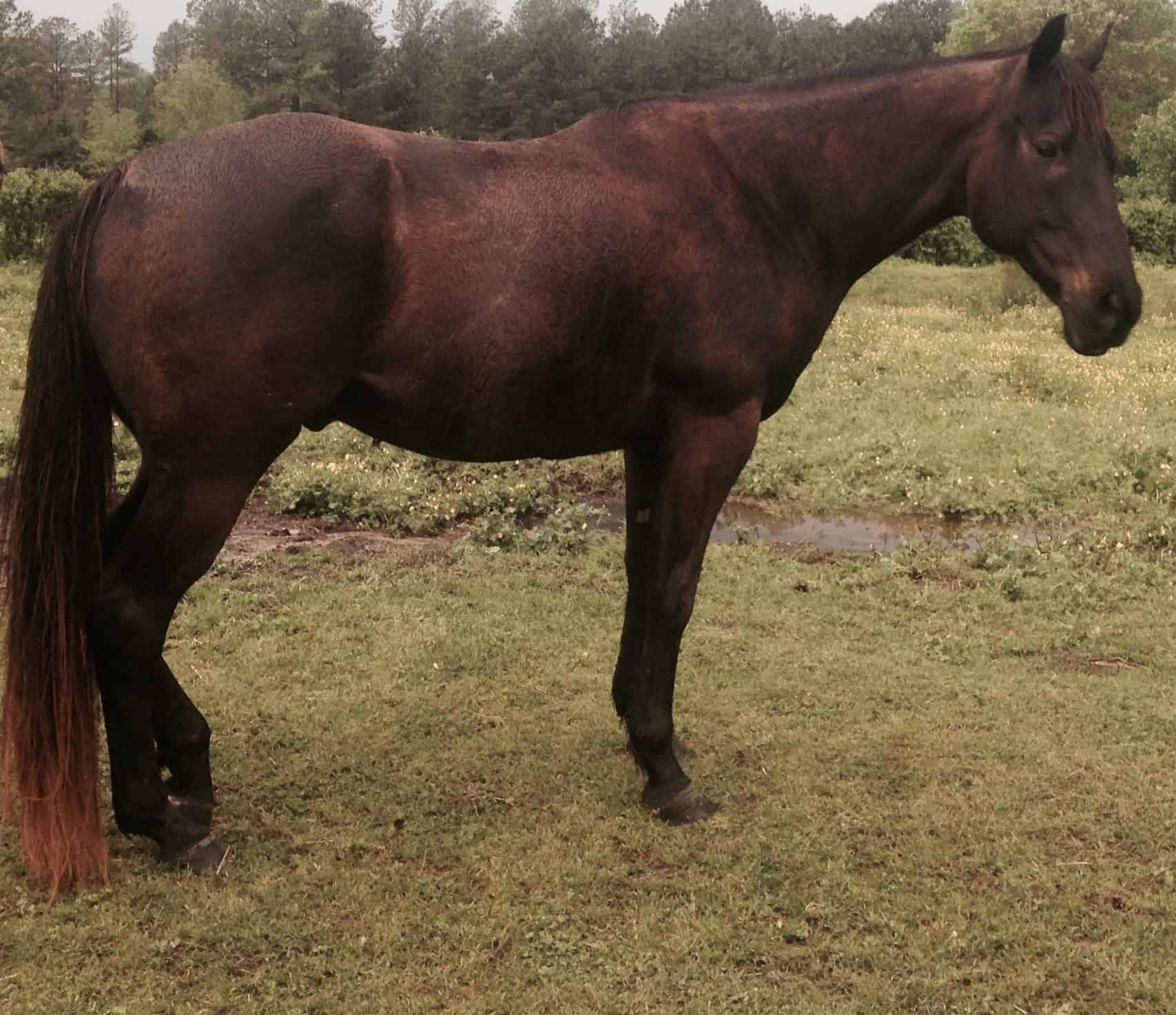 Western Saddle Pad Fitting Tips