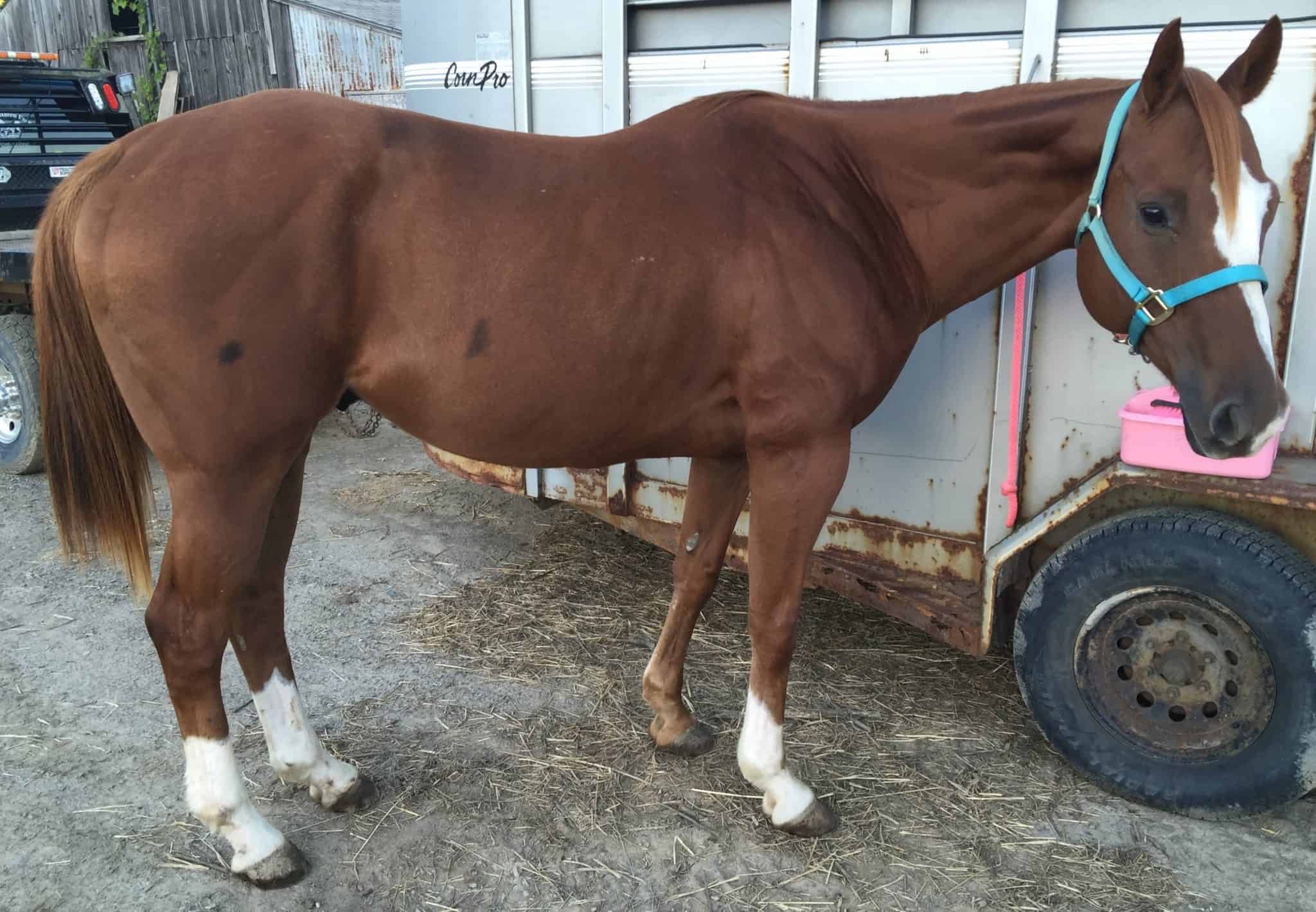 Western Saddle Pad Fitting Tips