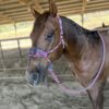 Red white blue mule tape halter