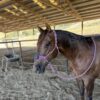 Best Ever Mule Tape Halter w/ 8.5' Lead - Image 2