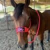 Best Ever Mule Tape Halter w/ 8.5' Lead - Image 4